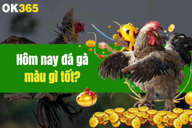 Khám phá hôm nay đá gà màu gì tốt nhất để ăn thưởng hiệu quả