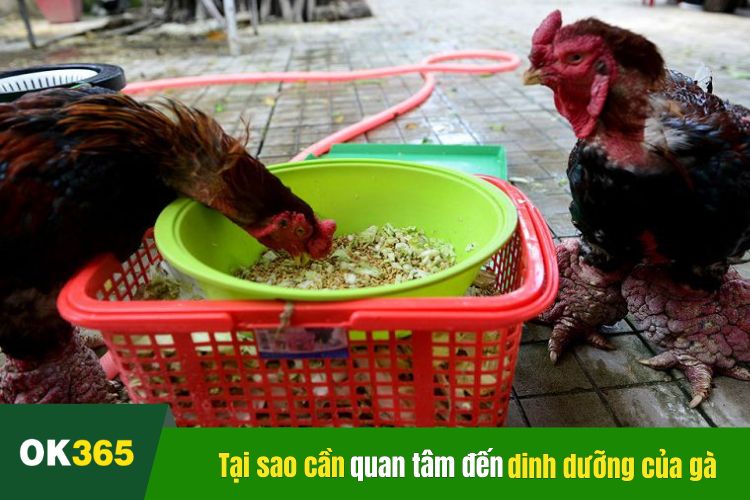 Tại sao cần quan tâm cho gà đá ăn gì mới sung? 