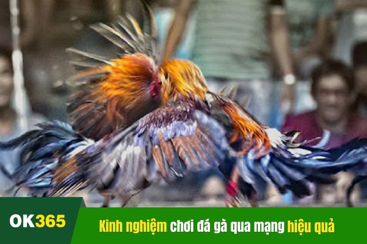 Kinh nghiệm chơi đá gà trên mạng từ kê thủ chuyên nghiệp